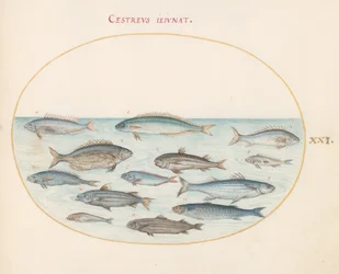 Planche 21 : Morue (?) et autres poissons