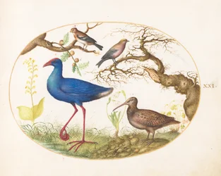 Planche 21 : poule des marais et bécasse avec un roselin strié, un pinson et des galles de chêne