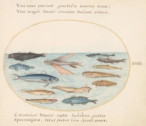 Planche 22 : Mulet, Poisson Volant, Anguilles et Autres Poissons