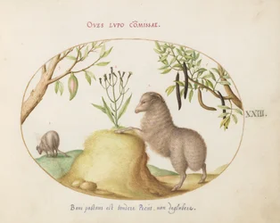 Planche 23 : Un mouton à queue grasse, un mouton à longue queue, un "Cassia purgatrix" et d