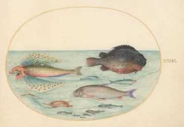 Planche 24 : Grondin volant, lompe mâle, poisson-hérisson à longues épines, et autres poissons