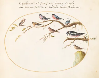 Planche 25 : Pic épeiche, bouvreuils, moineaux et autres oiseaux