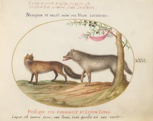Planche 26 : Un renard roux et un loup