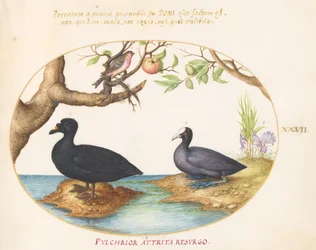 Planche 27 : Un canard (?), une foulque et un bouvreuil (?)