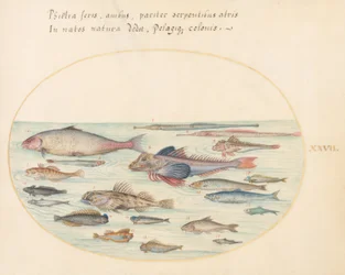 Blennies, rascasses et autres poissons