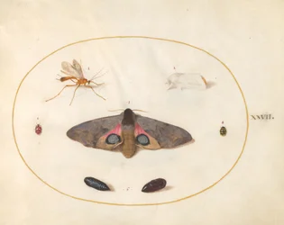 Planche 27 : Deux papillons, deux chrysalides et autres insectes