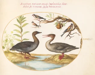 Planche 31 : Canard, Harle et trois chardonnerets