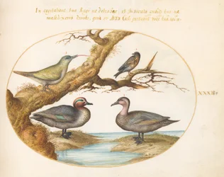 Planche 32 : Sarcelle à Ailes Vertes, Pic Vert Juvénile et Deux Autres Oiseaux