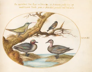 Planche 32 : une sarcelle à ailes vertes, un jeune pic vert et deux autres oiseaux