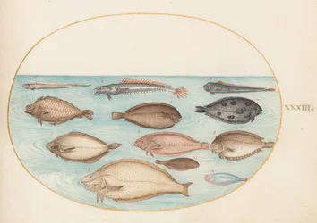 Planche 33 : sole et autres poissons plats avec poisson ruban(?)
