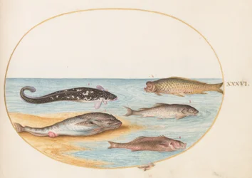 Planche 36 : Cinq poissons, dont une carpe (?)
