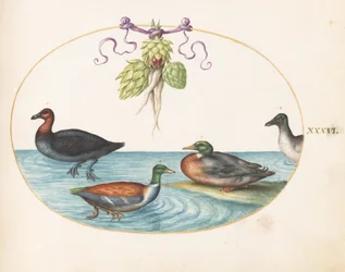 Planche 36 : harle huppé, canard souchet et canard colvert, et canard aux artichauts