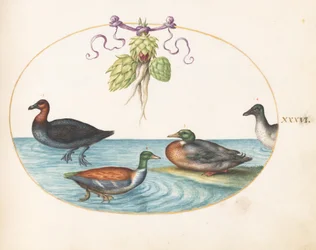 Planche 36 : Harle huppé, souchet et deux autres oiseaux d