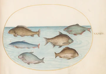 Planche 37 : Six poissons, y compris la carpe