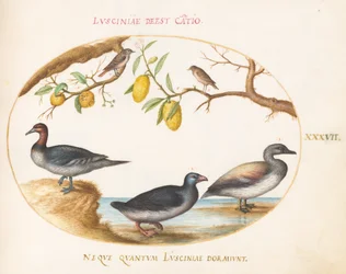 Planche 37 : Trois oiseaux aquatiques avec deux oiseaux perchés dans des arbres d