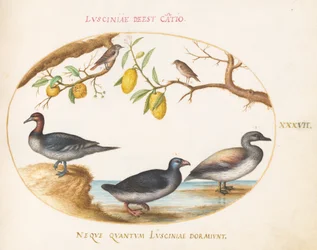 Planche 37 : trois oiseaux aquatiques avec deux rossignols(?) perchés dans des agrumes