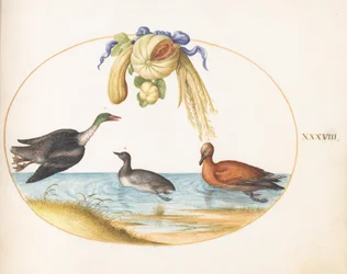 Planche 38 : Harle bièvre avec deux autres oiseaux aquatiques et une guirlande de melons et de courges