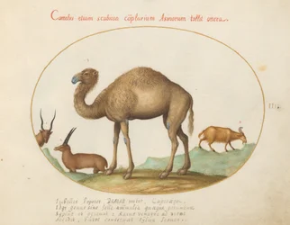 Planche 3 : Chameau, ibex et chèvre