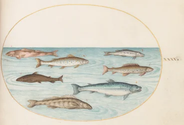 Planche 40 : saumon, truite et poissons d