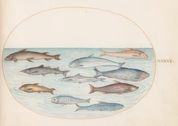 Planche 41 : Poisson blanc(?) et autres poissons