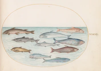 Planche 41 : Corégones(?) et autres poissons
