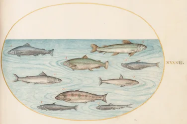 Planche 42 : Neuf poissons