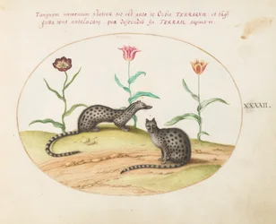 Deux genettes avec des tulipes