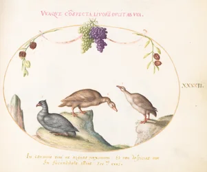 Planche 42 : Deux oies grises avec un troisième oiseau et des raisins suspendus