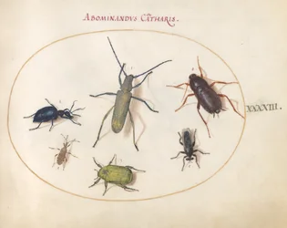 Planche 43 : un longicorne gris à fleurs dorées(?), chrysomèle de la tanaisie(?), cafard, punaise à pattes foliacées et autres insectes