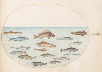 Planche 43 : Quinze poissons