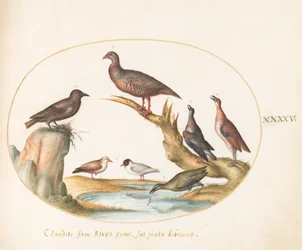 Planche 45 : Mouettes et autres oiseaux sur une rive