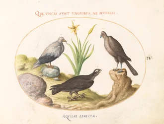 Planche 4 : Un vautour égyptien, un autour des palombes (?), et un "Aquila Heteropode" (Aigle botté ?)