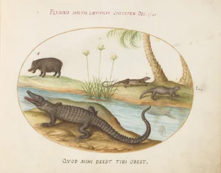 Planche 50 : Un crocodile (?), un hippopotame (?), et deux lézards avec une plante de papyrus