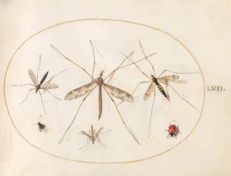 Planche 57 : Une coccinelle, une mouche et quatre autres insectes