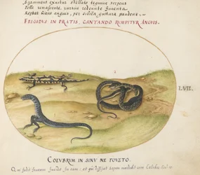 Planche 57 : Un serpent, une salamandre de feu et une créature serpentiforme à deux pattes
