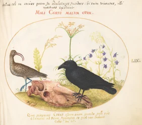 Courlis et corbeau avec crâne de cheval (planche 59)