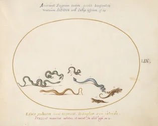 Planche 59 : Serpents et un Lézard