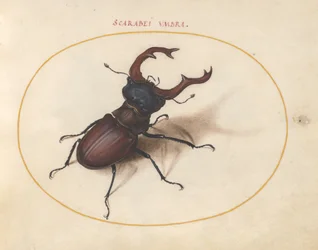 Planche 5 : Cerf-volant