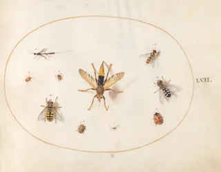 Planche 62 : dix insectes
