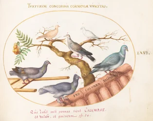 Planche 66 : Colombes et pigeons