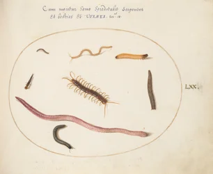 Planche 70 : Ver, mille-pattes, scolopendre et autres créatures longues