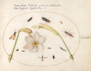 Planche 74 : Insectes avec jonquilles blanches