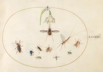 Planche 77 : bombyle ponctué avec une fleur blanche, une éphémère, un charançon bleu et d
