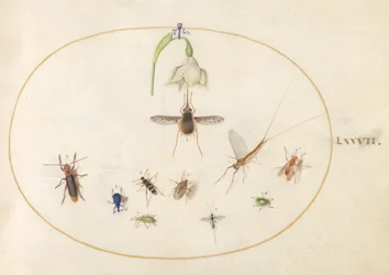 Planche 77 : Sphinx colibri avec une fleur blanche, charançons bleus et verts, et autres insectes