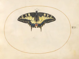 Planche 7 : Papillon machaon