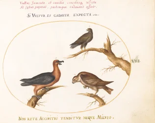 Planche 8 : Vautour barbu avec deux oiseaux de proie
