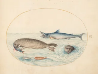 Planche 9 : Un grand requin blanc (?), deux phoques et deux poissons