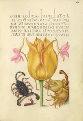 Alpiste rose, tulipe, scorpion, mille-pattes et aveline européenne