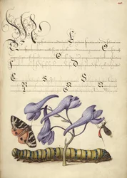 Pyrale écarlate, pied d