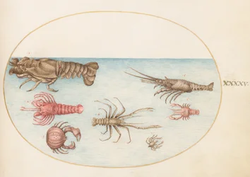 Coquillages, vers 1575-80